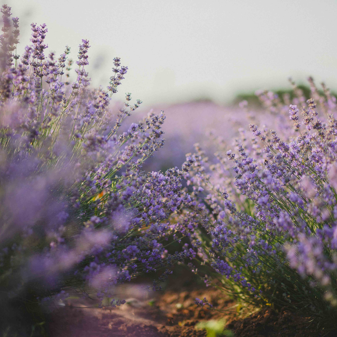 Restful Night Serum Facebook Ad Size(5).png__PID:7c5c2d21-c008-46a1-9edd-bf296e26d5ab